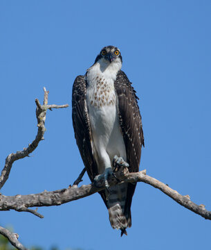 Osprey on a branch looking down at the camera