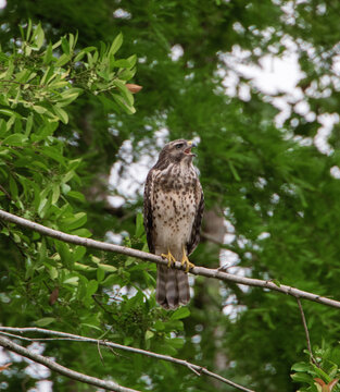 Red shouldered hawk on a tree branch in the swamp