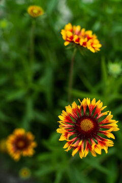 View of vibrant Gaillardia flowers blooming along the Ali Bedni Bugyal trek with red and yellow petals against a soft green background in Chamoli, Uttarakhand, India.