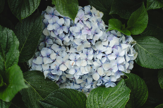 View of vibrant light blue hydrangea flowers blooming amidst lush green foliage along the Ali Bedni Bugyal trek in Chamoli, Uttarakhand, India.