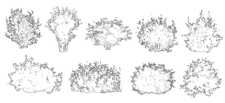 Set of shrubs and bushes in elevation view for use in architectural drawings	
