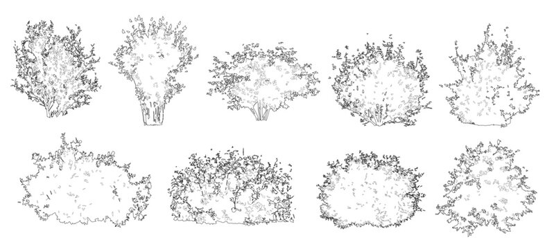 Vector set of shrubs and bushes in elevation view for use in architectural drawings	