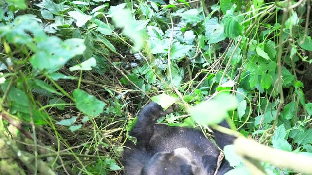ウガンダの熱帯雨林で藪の中に横たわり休むマウンテンゴリラ（Mountain Gorilla Resting in Uganda Rainforest）