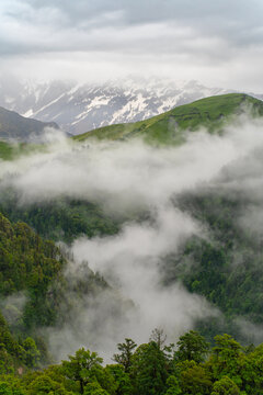 View of Ali Bedni Bugyal trek with lush green meadows, dense forest, and snow-capped Himalayan peaks partially obscured by rolling clouds in Chamoli, Uttarakhand, India.