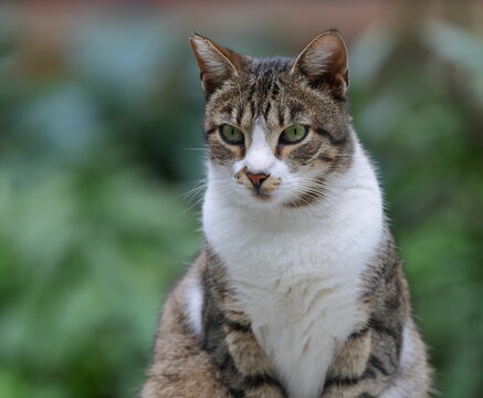 Portrait of a gray‑and‑white street cat with green eyes