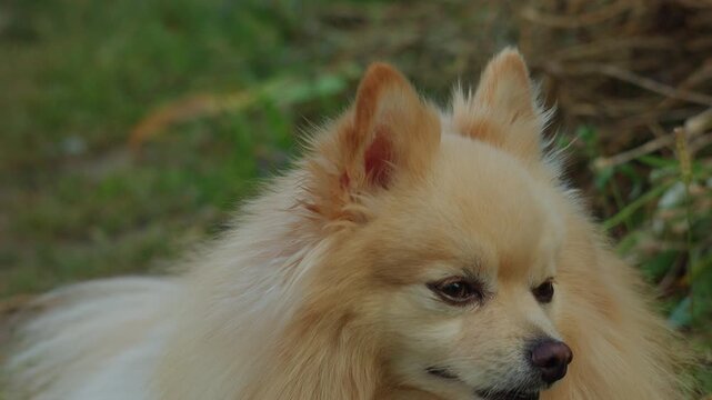 Close-up of a fluffy pomeranian dog resting outdoors in green grass