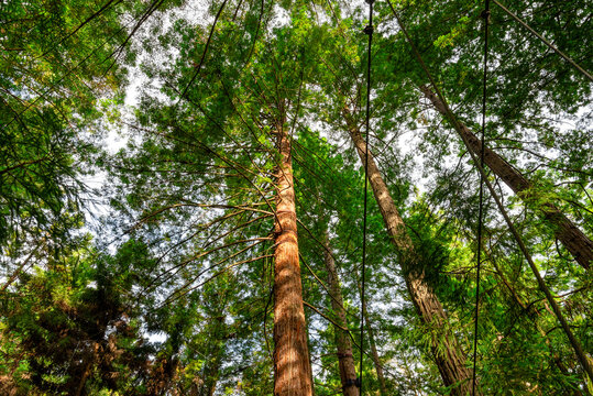 Looking up into redwood canopy on Redwoods Treewalk, Rotorua, New Zealand, 14 January 2024