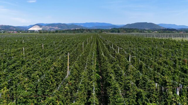 Hop plantation. Rows of hop plants used for beer production.
Aerial view of hop rows in a vast agricultural field.