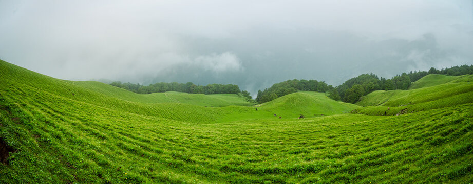 View of the lush green rolling meadows of Ali Bedni Bugyal trek under a misty sky with grazing horses in the Himalayan landscape of Chamoli, Uttarakhand, India.