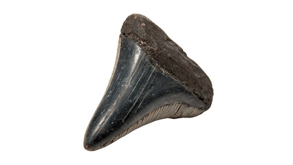 Fossilized megalodon shark tooth ancient predator specimen isolated on plain dark background © Freya