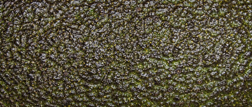 Close up of avocado skin texture background