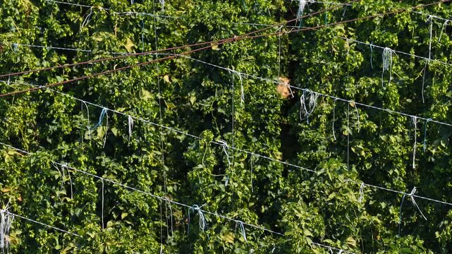 Hop plantation. Rows of hop plants used for beer production.
Aerial view of hop rows in a vast agricultural field.