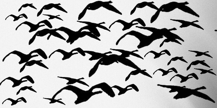 Black bird silhouettes flying in flock, migratory birds in flight pattern, minimalist avian wildlife illustration for nature backgrounds