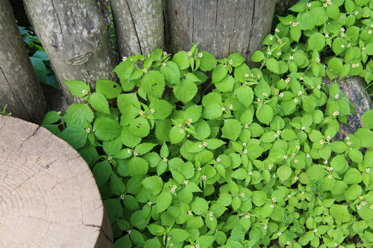 Lush galinsoga plants with small white flowers grow near a weathered wooden stump in nature.