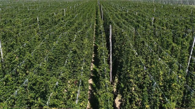 Hop plantation. Rows of hop plants used for beer production.
Aerial view of hop rows in a vast agricultural field.
