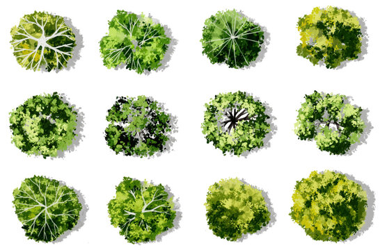 Vector watercolor green tree or forest top view isolated on white background for landscape plan and architecture drawing,plant for environment or garden,botanical element for exterior layout