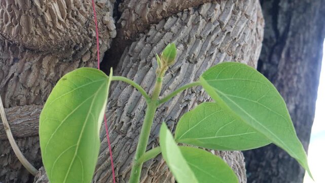 Dregea volubilis of medicinal plant