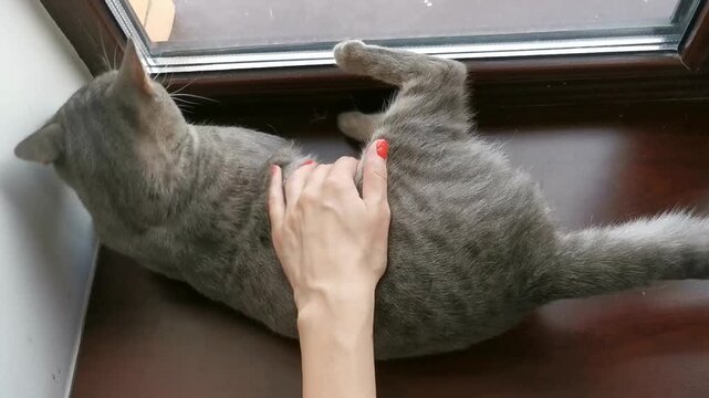 Cat at animal shelter enjoys being petted by a volunteer during a warm day inside the adoption center