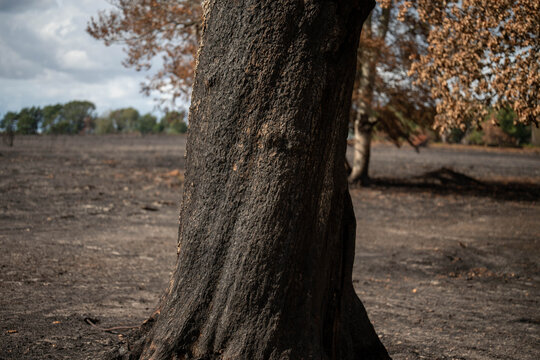 View of a charred tree trunk in a wildfire burn scar in New Forest National Park, with scorched earth and damaged trees in New Forest District, England, United Kingdom.