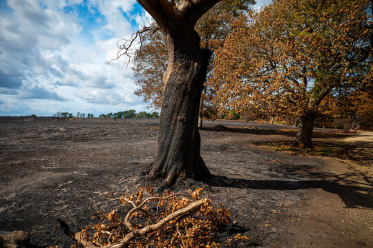 View of the charred landscape and scorched tree trunk in the aftermath of a wildfire at New Forest National Park in New Forest District, England, United Kingdom.