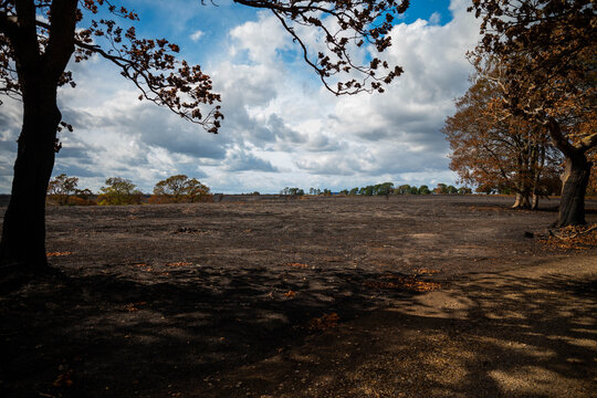 View of the scorched earth and charred trees at the A31 New Forest wildfire burn scar in New Forest National Park, New Forest District, England, United Kingdom.