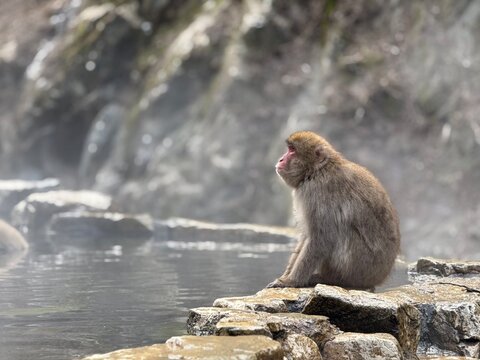 Japanese macaque at a hot spring in Jigokudani Monkey Park, Nagano, Japan