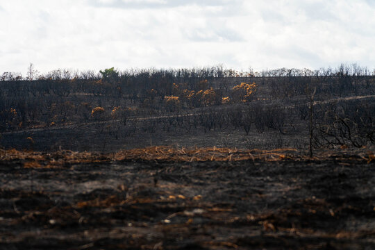 View of the charred landscape and blackened vegetation in the aftermath of a wildfire in New Forest National Park, New Forest District, England, United Kingdom.