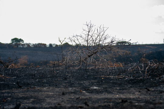 View of the charred remains of a tree standing in a scorched landscape following a wildfire in New Forest National Park, New Forest District, England, United Kingdom.