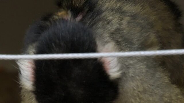 Black Capped Squirrel Monkey (Saimiri boliviensis) family with a baby clinging onto the mother. Captive, UK. [Slow motion x5]