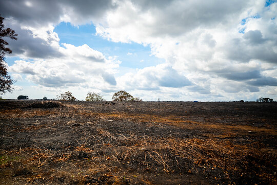 View of the scorched landscape and charred vegetation following a wildfire in New Forest National Park, New Forest District, England, United Kingdom.