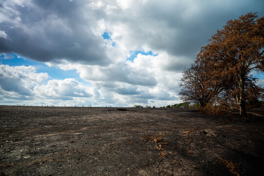 View of the scorched earth and damaged trees at the A31 New Forest wildfire burn scar under a cloudy sky in New Forest District, England, United Kingdom.