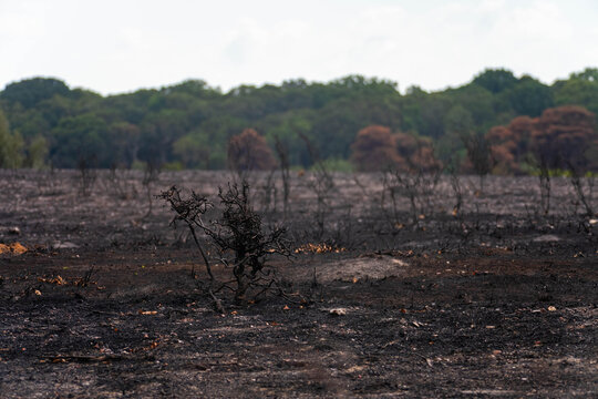 View of the charred landscape and scorched vegetation at the A31 New Forest wildfire burn scar in New Forest National Park, New Forest District, England, United Kingdom.