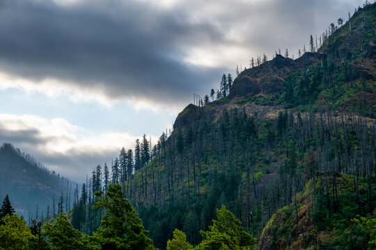 View of the Columbia River Gorge landscape featuring burned trees on the hillside, rocky slopes, and lush green vegetation under a cloudy sky in Cascade Locks, Oregon, United States.