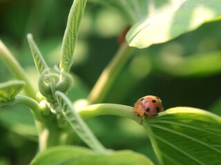 Close up of a small red ladybug (Coccinellidae) with black spots clinging to a vibrant green leaf stem outdoors. Perfect for nature, biodiversity, environmental, and wildlife projects © Eka