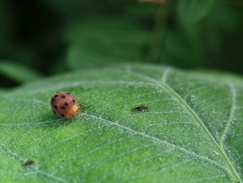 Close up shot of a small red spotted ladybug (Coccinellidae) crawling on a large green leaf surface outdoors. Ideal image for nature, environment, wildlife, garden pest control, and biology concepts
