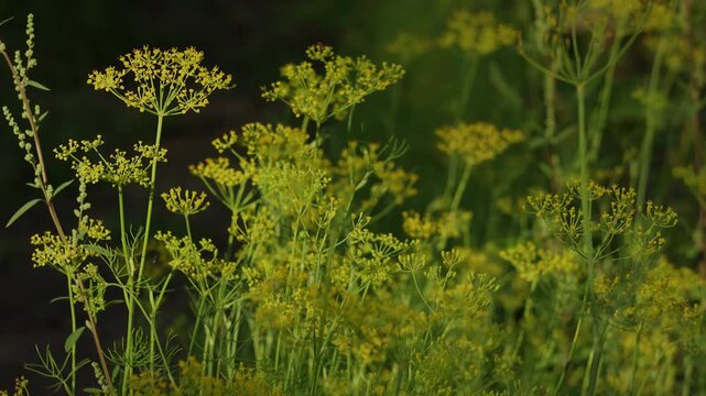Blooming dill flowers swaying gently in summer field backdrop