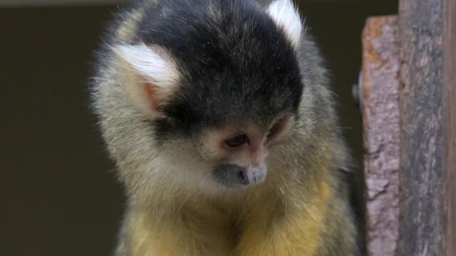 Black Capped Squirrel Monkey (Saimiri boliviensis -  C and S America) looking around in slow motion. Captive, UK [Slow motion x4]