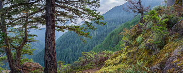 Beautiful wide panoramic view of a dense coniferous pine forest valley under a cloudy sky © underwaterstas