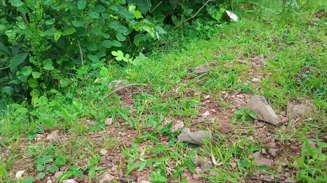 Person Picking Up Plastic Waste Glass from Grassland Environment Cleanup Concept