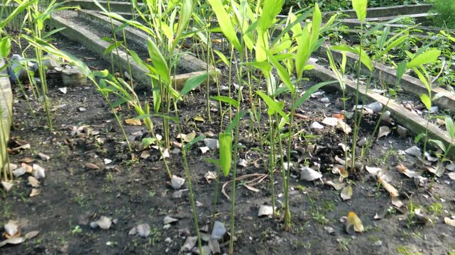 Alpinia galanga of medicinal plant