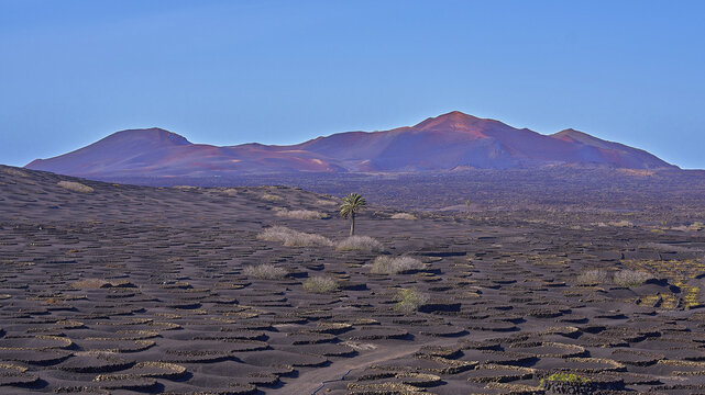 View of the volcanic landscape of Lanzarote with circular stone walls for vineyards, a single palm tree, and red-hued mountains in Lanzarote, Canarias, Spain.