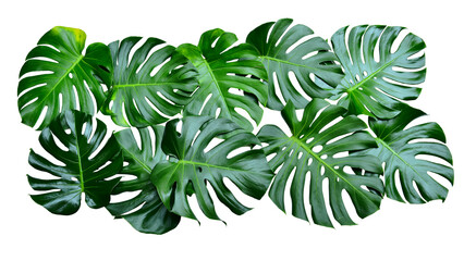 Monstera green fern leafisolated on white background. This has clipping path. © Sanit