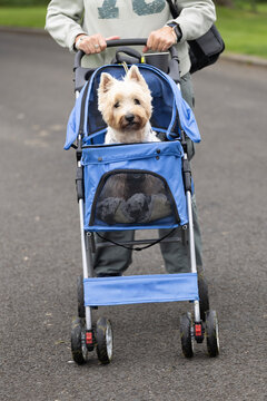 senior west highland terrier being pushed in dog pram
