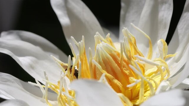 Macro close-up of a small stingless bee collecting pollen inside a white water lily flower in Thailand, slow motion