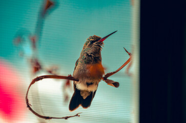 colibrí, ave, pájaro, naturaleza, fauna, vida silvestre, animal, biodiversidad, ornitología, fotografía de naturaleza, fotografía de aves, observación de aves, colibrí pequeño, pico largo, plumaje, pl © fergomez