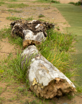 old decomposing driftwood lying on beach