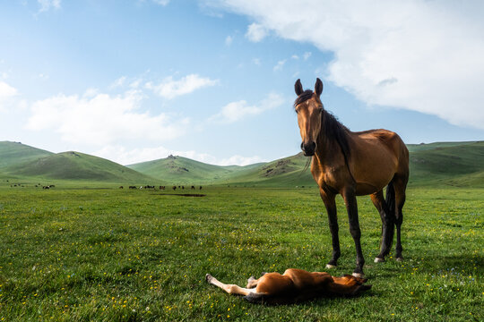 View of a brown horse standing over its foal resting in the lush green alpine meadows of Song-Kul with rolling hills under a bright sky in Naryn Region, Kyrgyzstan.