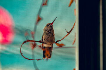 colibrí, ave, pájaro, naturaleza, fauna, vida silvestre, animal, biodiversidad, ornitología, fotografía de naturaleza, fotografía de aves, observación de aves, colibrí pequeño, pico largo, plumaje, pl © fergomez