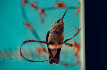 colibrí, ave, pájaro, naturaleza, fauna, vida silvestre, animal, biodiversidad, ornitología, fotografía de naturaleza, fotografía de aves, observación de aves, colibrí pequeño, pico largo, plumaje, pl © fergomez