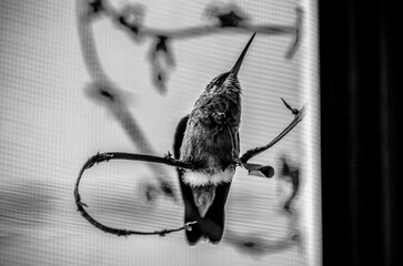 colibrí, ave, pájaro, naturaleza, fauna, vida silvestre, animal, biodiversidad, ornitología, fotografía de naturaleza, fotografía de aves, observación de aves, colibrí pequeño, pico largo, plumaje, pl © fergomez